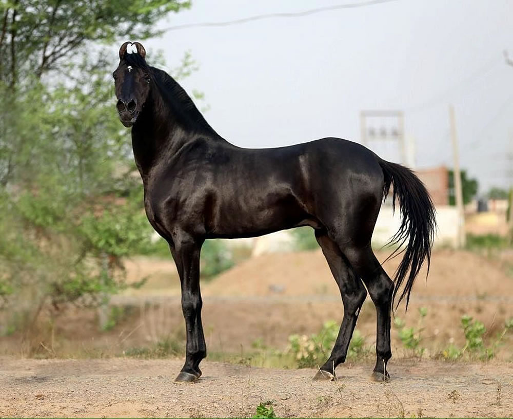 Warwari Pferd aus Indien